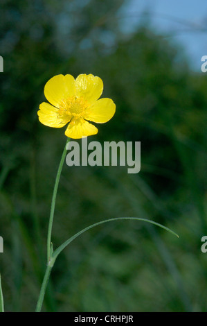 GREATER SPEARWORT Ranunculus lingua (Ranunculaceae) Stock Photo