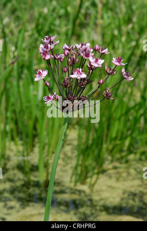 FLOWERING-RUSH Butomus umbellatus (Butomaceae) Stock Photo