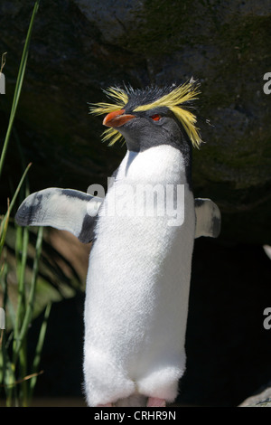 Northern Rockhopper Penguin, also known as the Long-crested Rockhopper Penguin Stock Photo