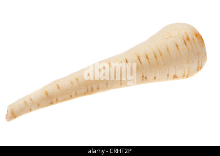 Single parsnip - studio shot with a white background Stock Photo