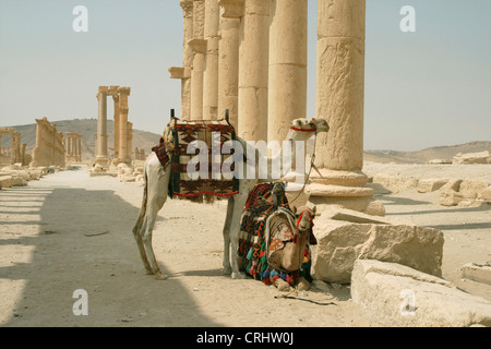 Bactrian camel, two-humped camel (Camelus bactrianus), camels at the Big kolonnade, Syria, Palmyra Stock Photo