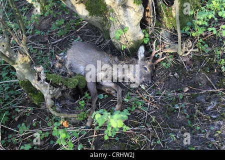 half eaten dead deer on the forest floor Stock Photo