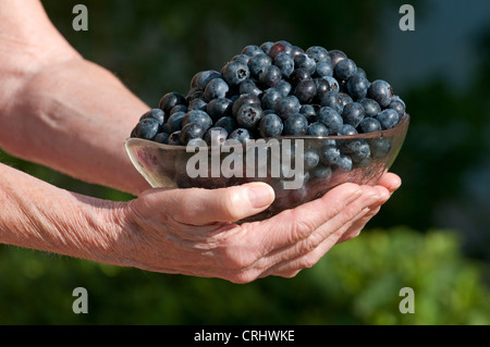 Woman's hands holding a bowl full to overflowing of freshly picked Blueberries Florida USA Stock Photo