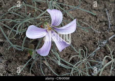 Oxalis sp. ? laciniata flowers north cost of Argentino lake. Estancia La Porfía Estancia La Angostura Santa Cruz Argentina Stock Photo