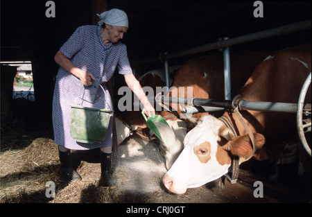 Dairy Cows In The Barn Baden Wuerttemberg Cow Cows Dairy Cow Dairy