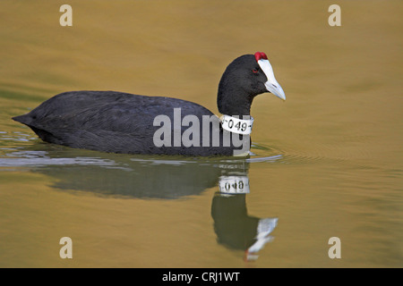 red-knobbed coot (Fulica cristata), beringed at the neck, swimming, Spain, Balearen, Majorca Stock Photo