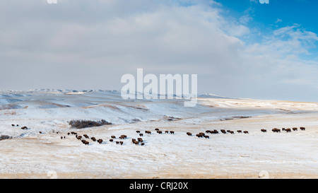 Yellowstone bison return to Ft. Peck, MT Stock Photo