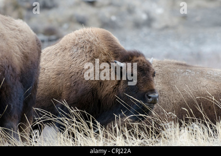 Bison quaratine pasture, Gardiner Stock Photo