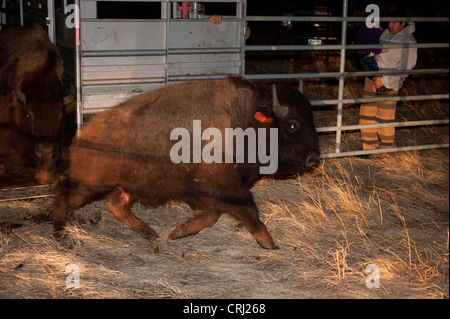 Bison return to Ft. Peck Stock Photo