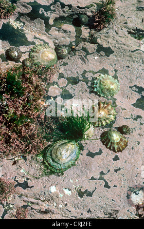 Common limpet (Patella vulgata: Patellidae) in a rockpool UK Stock Photo