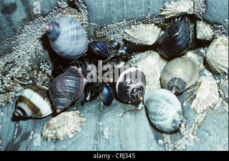 Dog-whelk (Nucella lapillus: Muricidae), group on a mussel (Mytilus edulis) bed UK