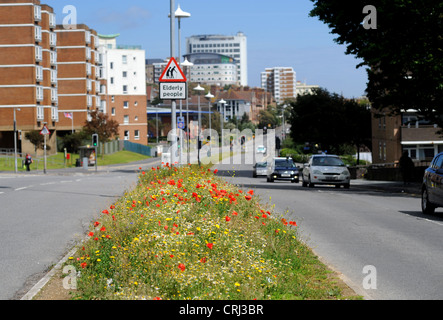 Brighton UK 24 June 2012 - Wild flowers including red poppies and daisies in full bloom on the central reservation Brighton road Stock Photo
