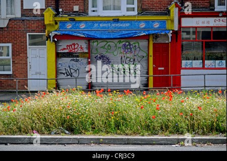 Brighton UK 24 June 2012 - Wild flowers including red poppies and daisies in full bloom on the central reservation Brighton road Stock Photo