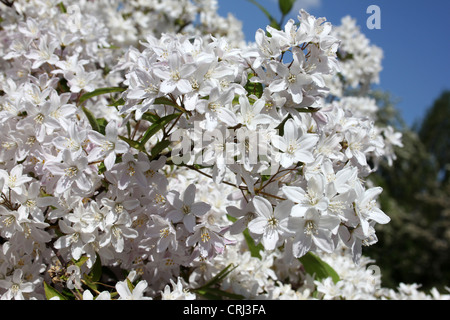 White Flowering Deutzia Shrub Stock Photo