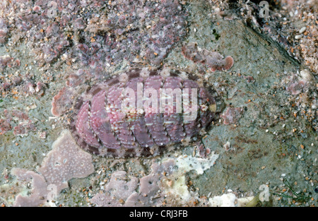 Common chiton (Lepidochitona cinerea Ischnochitonidae) in a rockpool