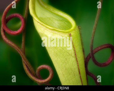 Cloe up of Pitcher plant with tendrils. Oregon Stock Photo