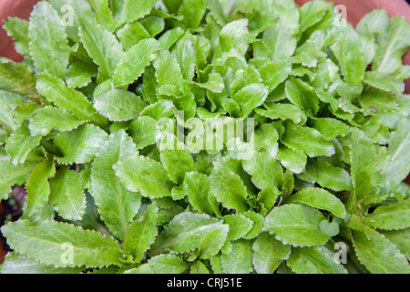 Lobelia (Lobelia inflata), also called Indian tobacco Stock Photo