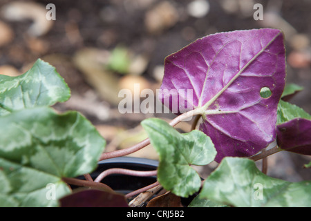 Cyclamen hederifolium (ivy-leaved cyclamen) Stock Photo
