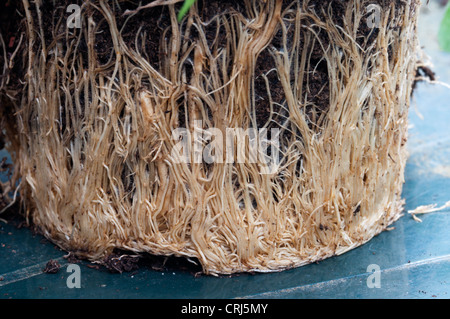 An Osteospermum plant with roots that have become pot-bound and which now needs transplanting. Stock Photo