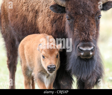 American Bison (Bison bison) cow and newborn calf in the Lamar Valley of Yellowstone National park, Wyoming, USA Stock Photo