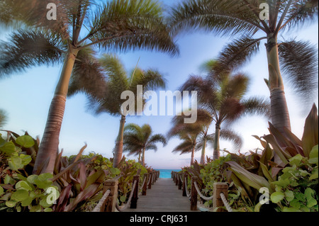 Pathway and palm trees blowing in breeze. Providenciales. Turks and Caicos. Stock Photo