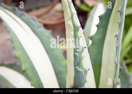 Agave americana 'Mediopicta Alba' Stock Photo