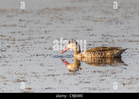 Red-billed teal (Anas erythrorhyncha) in the Etosha National Park, Namibia. Stock Photo