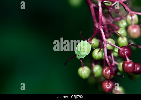 green shield bug, 4th instar nymph on Elder berries. Stock Photo