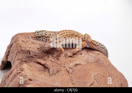 Leopard Gecko on a stone background