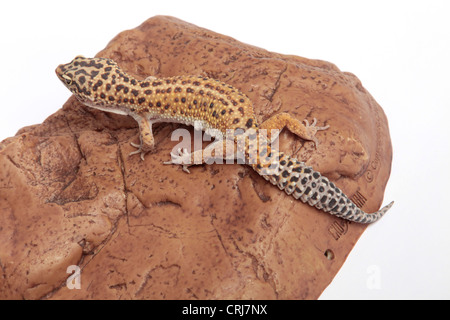 Leopard Gecko on a stone background