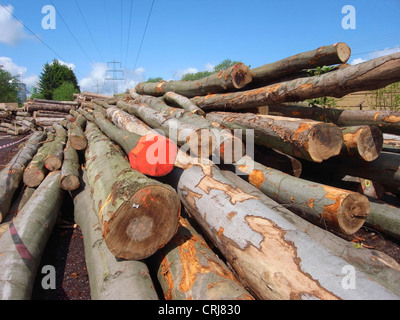 common beech (Fagus sylvatica), storage of trunks under high-voltage line Stock Photo