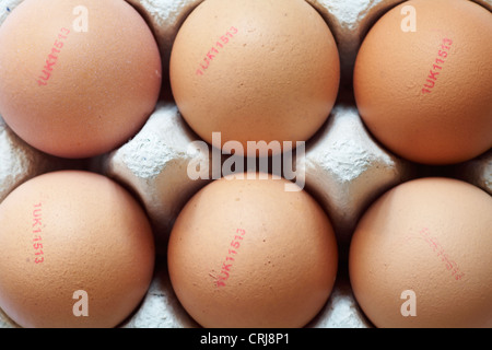 Extra large egg Stock Photo - Alamy