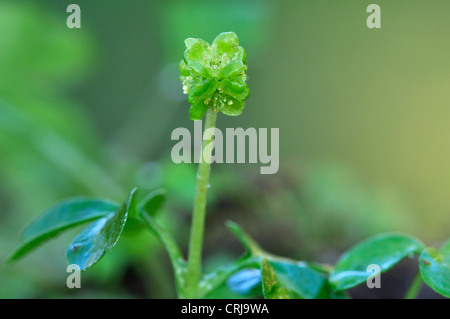 A tiny moschatel flower UK Stock Photo