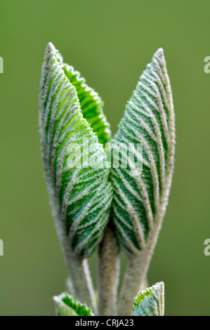 Leaves of the wayfaring tree just emerging in Spring UK Stock Photo