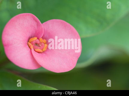 Crown of thorns flowers Euphorbia milli Desmoul Stock Photo - Alamy