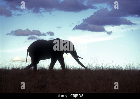 African elephant silhouetted against a late evening sky Masai Mara National Reserve Kenya East Africa Stock Photo