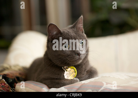 Eight month old female gray tabby kitten on sofa. Stock Photo