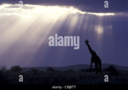 Reticulated Giraffe silhouetted against late evening sky with dramatice rays of light shining through clouds Samburu Kenya Stock Photo
