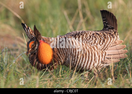 A male Greater Prairie chicken (Tympanuchus cupido) performs it's mating dance, known as booming, in South Dakota, USA Stock Photo