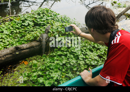 Teenage boy takes a photo of a spectacled caiman, Caiman crocodilus, from a boat in Tortuguero National Park, Costa Rica Stock Photo