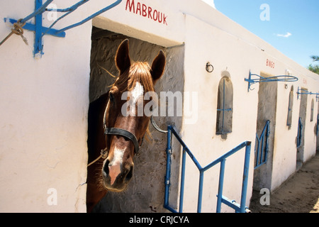 Arabian Horse looking out from stable Djerba, Tunisia Stock Photo