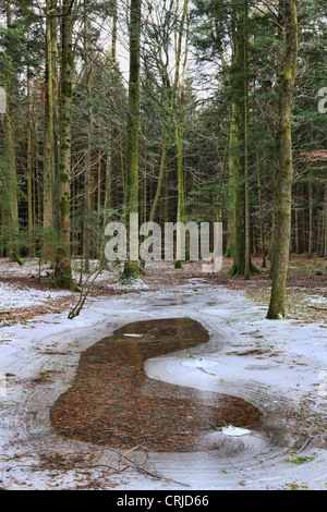 Frozen water pond in a forest, Chiemgau Upper Bavaria Germany Stock Photo