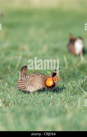 A male Greater Prairie chicken (Tympanuchus cupido) performs it's mating dance, known as booming, in South Dakota, USA Stock Photo