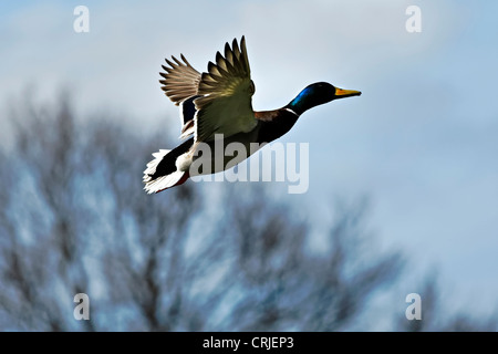 Mallard Duck Anas platyrhynchos in flight, Upper Bavaria Germany Stock Photo