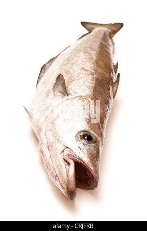 Pollock (Pollachius pollachius) fish isolated on a white studio background. Stock Photo