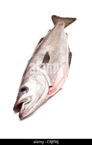 Pollock (Pollachius pollachius) fish isolated on a white studio background. Stock Photo