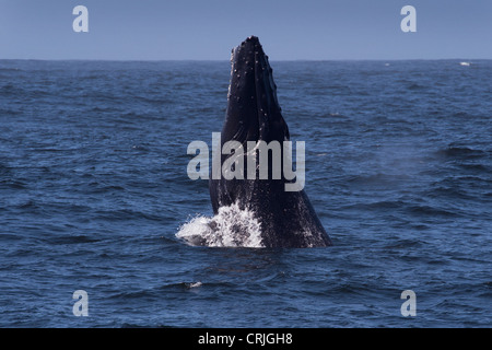 Humpback Whale (Megaptera novaeangliae) breaching. Monterey, California, Pacific Ocean. Stock Photo