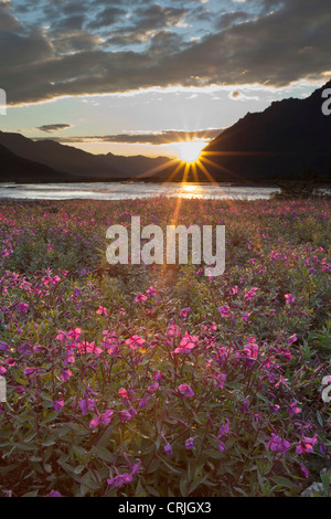 Dwarf fireweed is lit by sunset light at 2:00 AM on a gravel bar in the Marsh Fork of the Canning River, ANWR Stock Photo