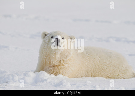 A young polar bear rolls in the snow on the Beaufort Sea coastline, in ANWR, Northern Alaska. Stock Photo