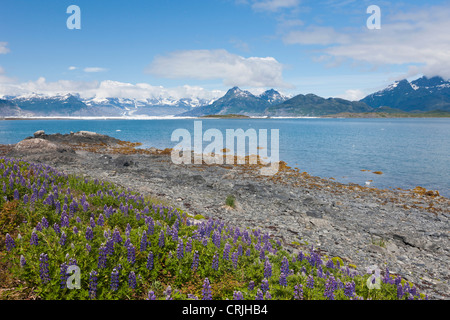 Prince William Sound, Alaska, lupine growing along the shore of Heather Island in Columbia Bay Stock Photo